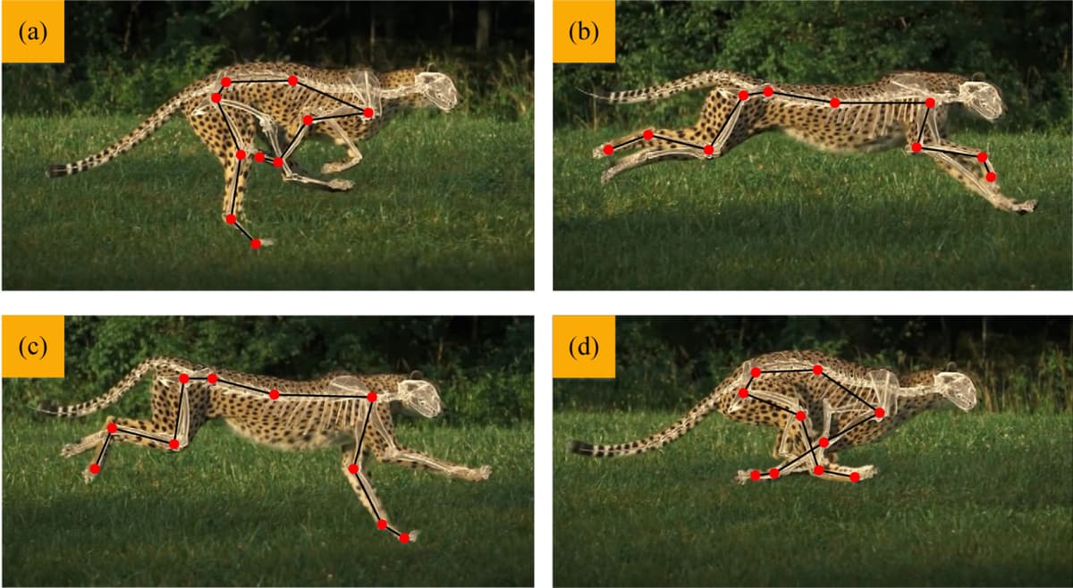 Biomimicry in Gait Cycles